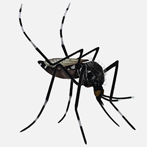 Aedes Aegypti Model